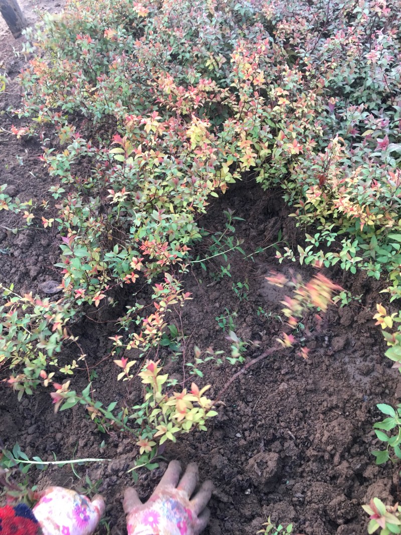 金焰绣线菊金山绣线菊绣线菊农户现挖苗