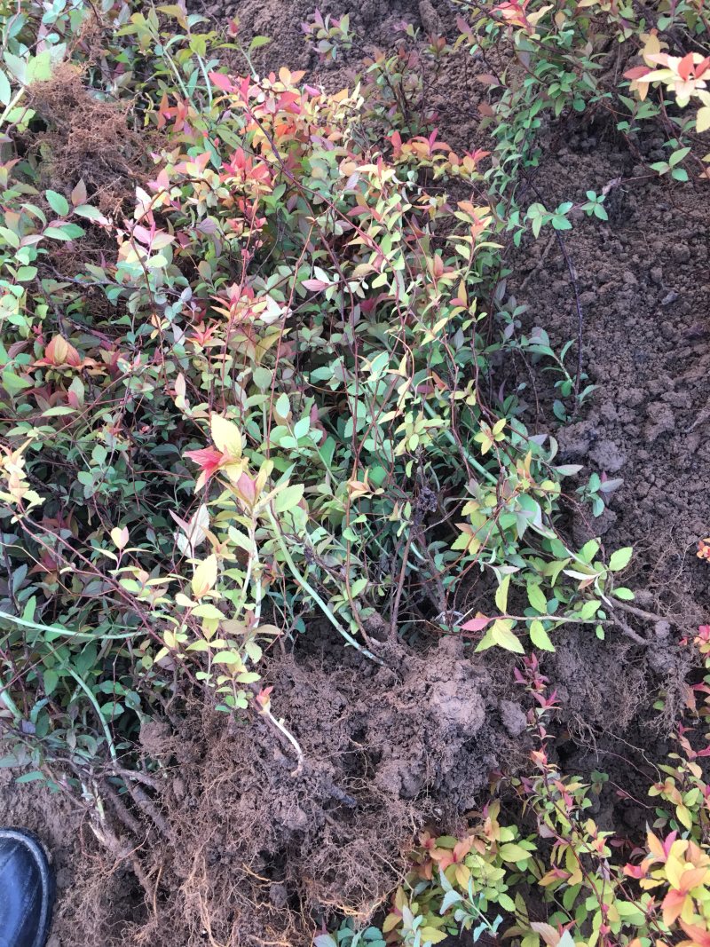 金焰绣线菊金山绣线菊绣线菊农户现挖苗