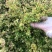 金焰绣线菊金山绣线菊绣线菊农户现挖苗