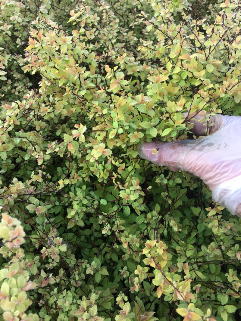 金焰绣线菊金山绣线菊绣线菊农户现挖苗