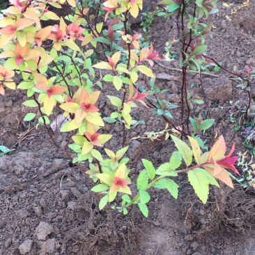 金焰绣线菊金山绣线菊绣线菊农户现挖苗