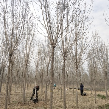 常年供应各种规格:白蜡、金叶白蜡、红叶白蜡