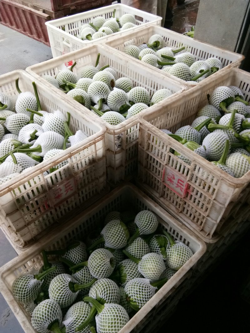 南瓜（新鮮吊南瓜现货）