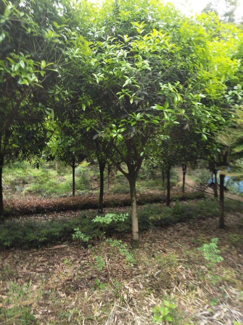 重庆巴南区赚宝苗圃桂花树批发量大价格美丽