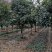 重庆巴南区赚宝苗圃桂花树批发量大价格美丽