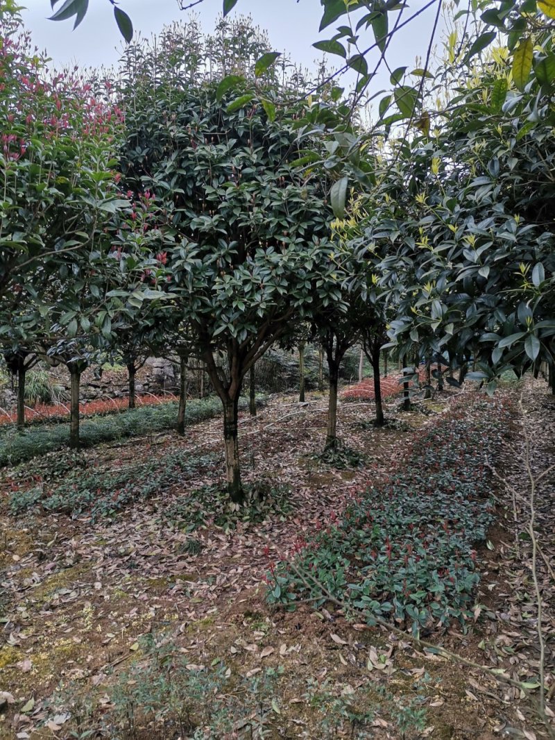 重庆巴南区赚宝苗圃桂花树批发量大价格美丽