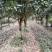 重庆巴南区赚宝苗圃桂花树批发量大价格美丽