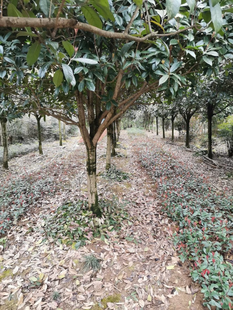 重庆巴南区赚宝苗圃桂花树批发量大价格美丽