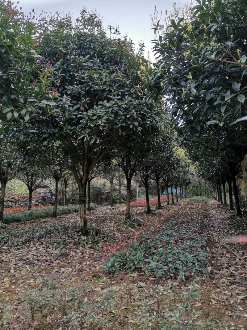 重庆巴南区赚宝苗圃桂花树批发量大价格美丽