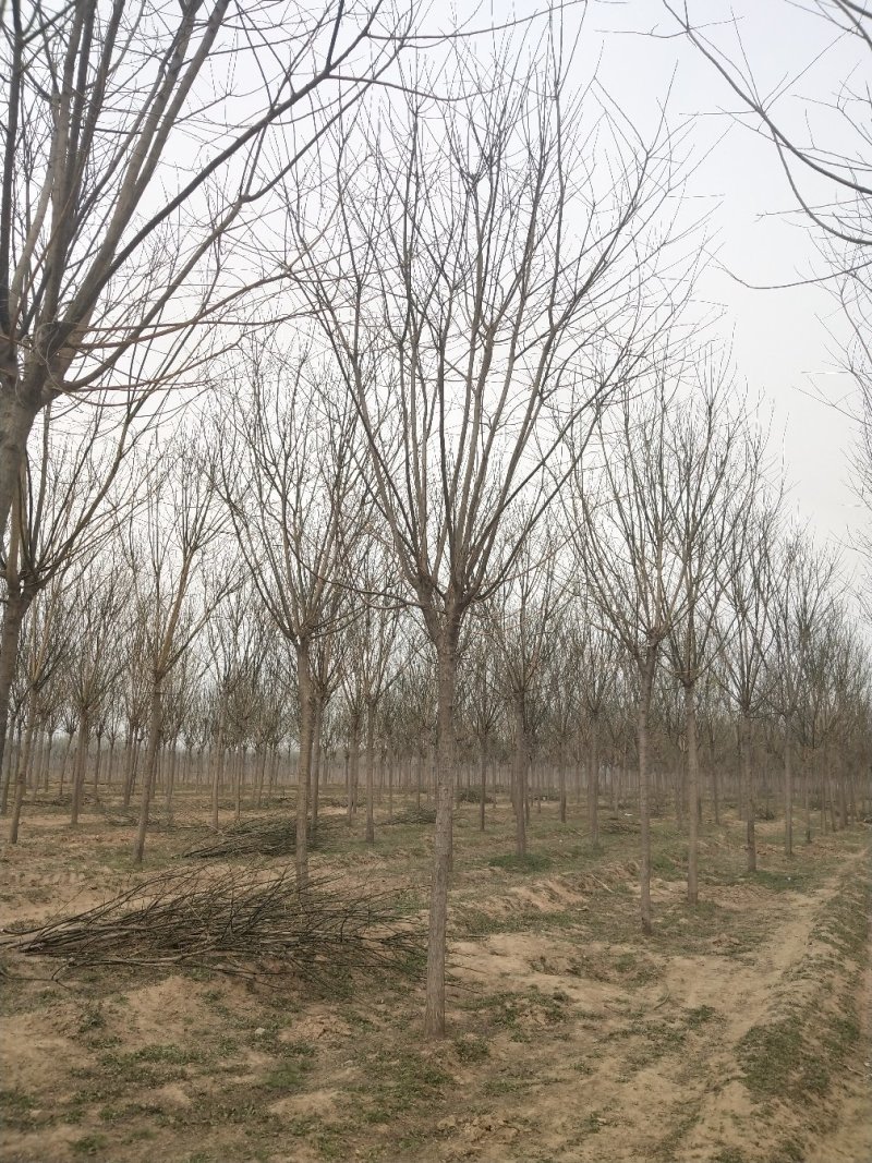 常年供应各种规格:国槐、速生国槐、