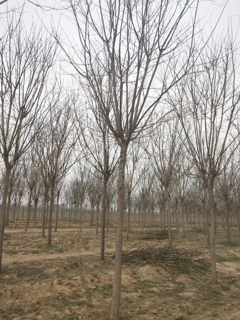 常年供应各种规格:国槐、速生国槐、