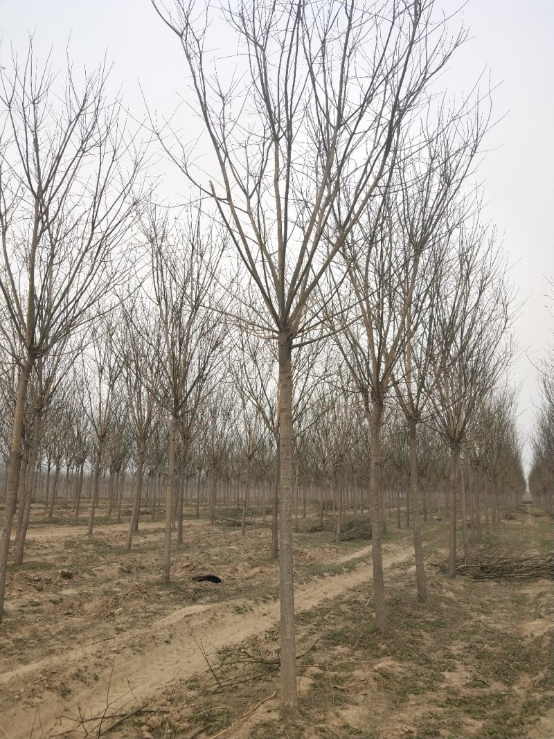 常年供应各种规格:国槐、速生国槐、