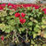 福建三角梅，20公分三角梅苗；中国红、云南紫、玫瑰红