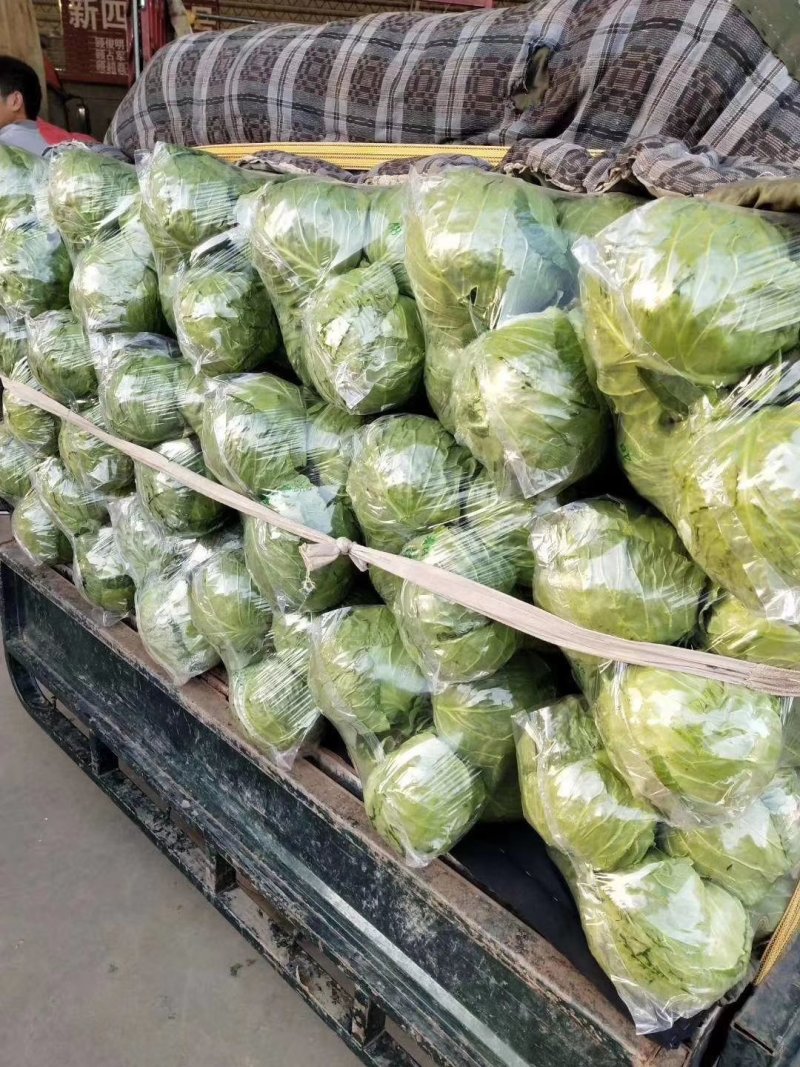 河北甘蓝，2斤左右，对接超商，价格优惠，代发全国各地