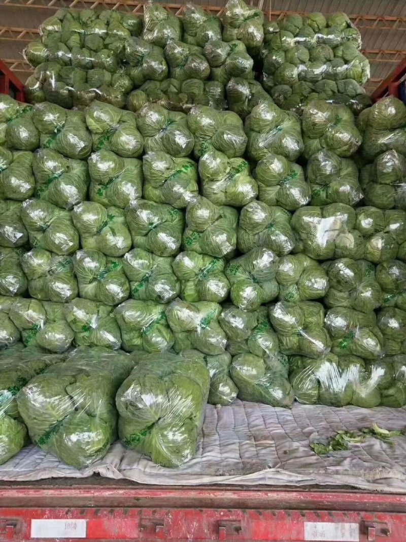 河北甘蓝，2斤左右，对接超商，价格优惠，代发全国各地