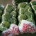 河北甘蓝，2斤左右，对接超商，价格优惠，代发全国各地