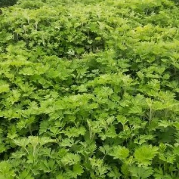 艾草