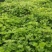 艾草
