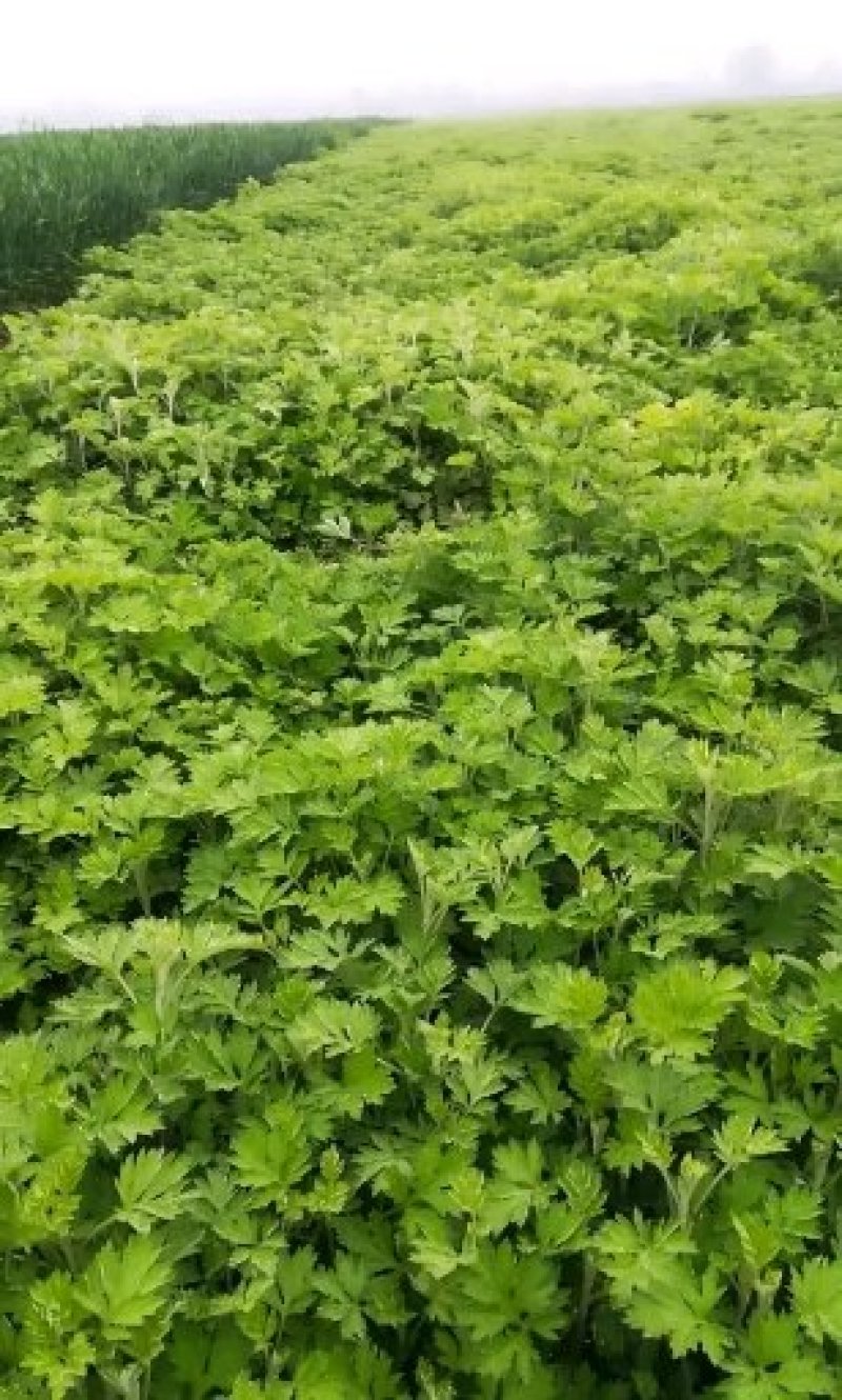 艾草