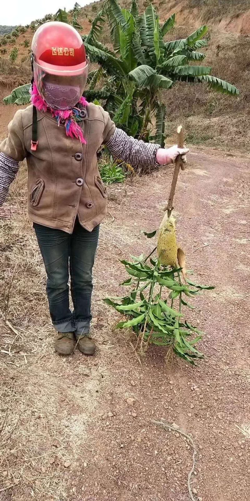 云南野生小挂蜜
