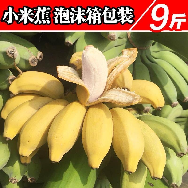广西小米蕉香蕉新鲜水果批发一件代发5/8/9斤包邮