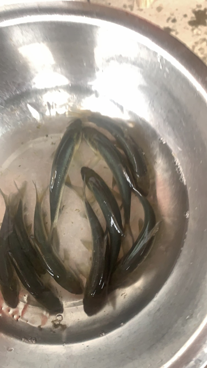 【实力推荐】青鱼苗，淡水鱼苗渔场直发可空运好成活