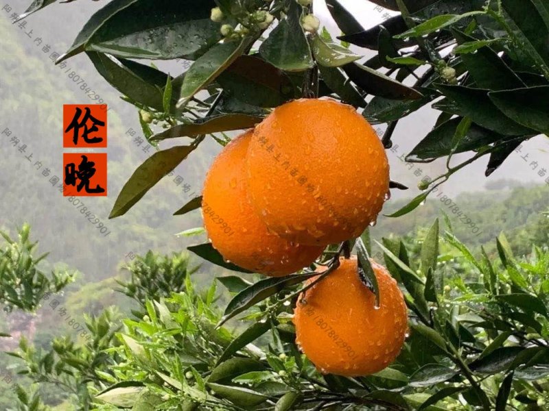 【放心购】正宗西班牙晚熟脐橙苗伦晚脐橙苗二月红脐橙苗