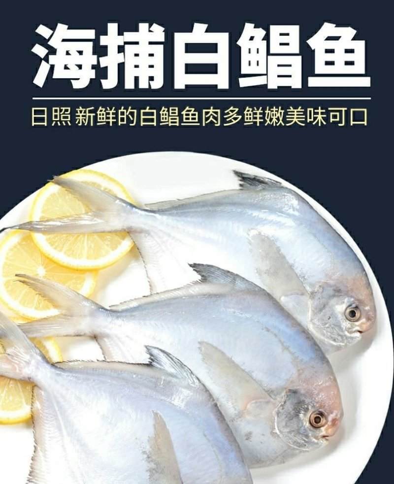 冷冻鲳鱼5斤起顺丰包邮到家山东海鲜特产新鲜鲳鱼厂家批发