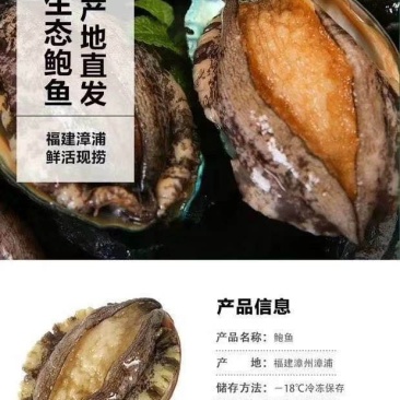 鲜活鲍鱼