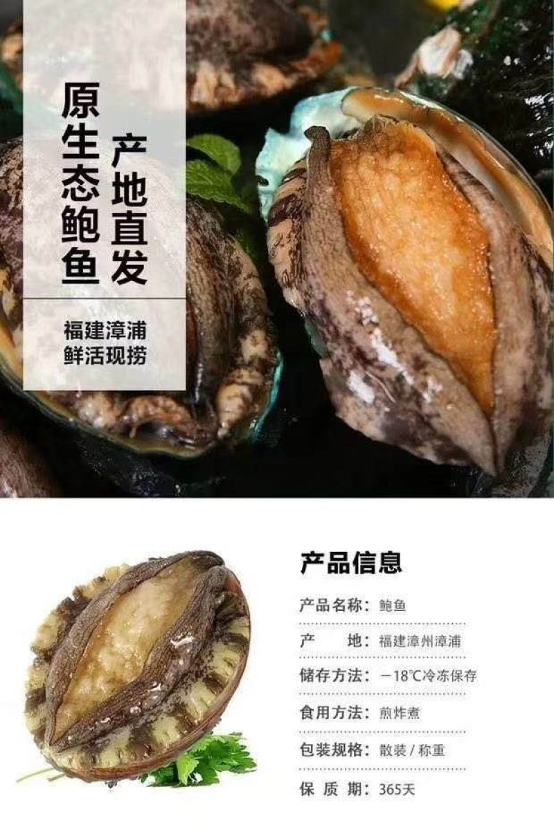 鲜活鲍鱼