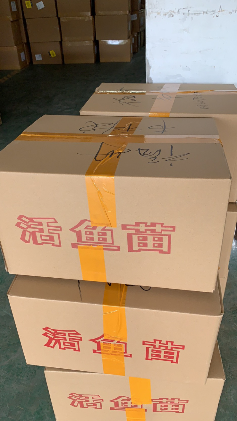 【价格可谈】红罗非鱼苗花调鱼苗罗非鱼苗支持到现场看货
