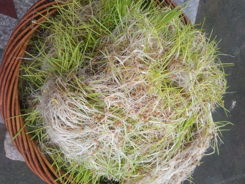 手工麦芽糖材火熬制古早味，麦芽香味浓郁甜