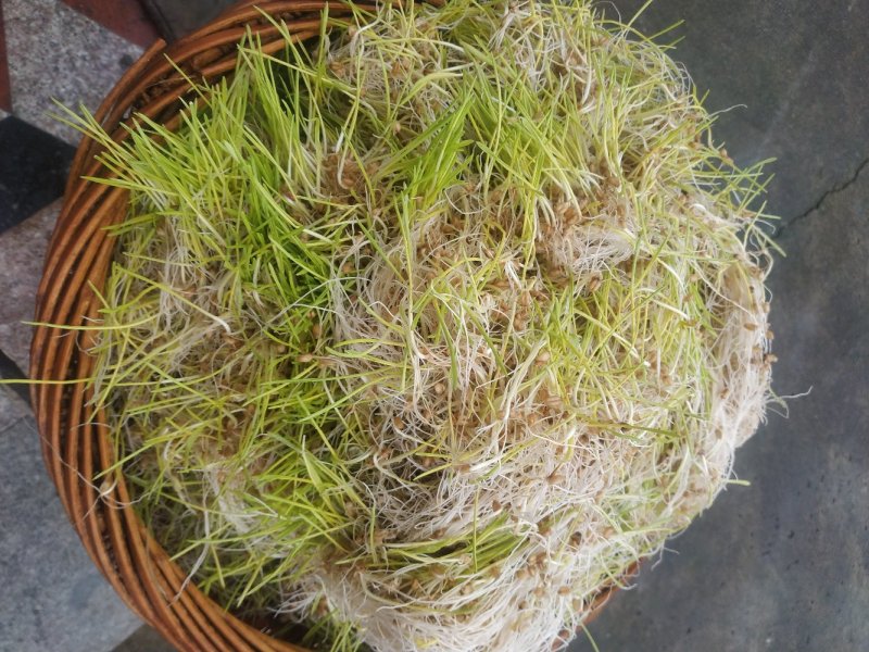 手工麦芽糖材火熬制古早味，麦芽香味浓郁甜