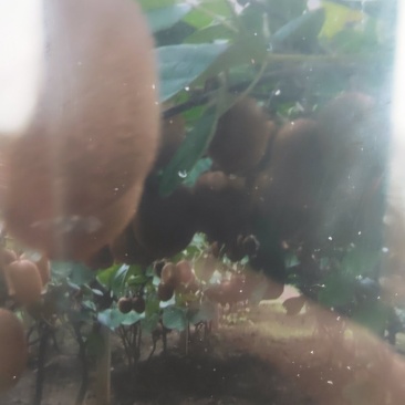 猕猴桃。