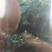 猕猴桃。