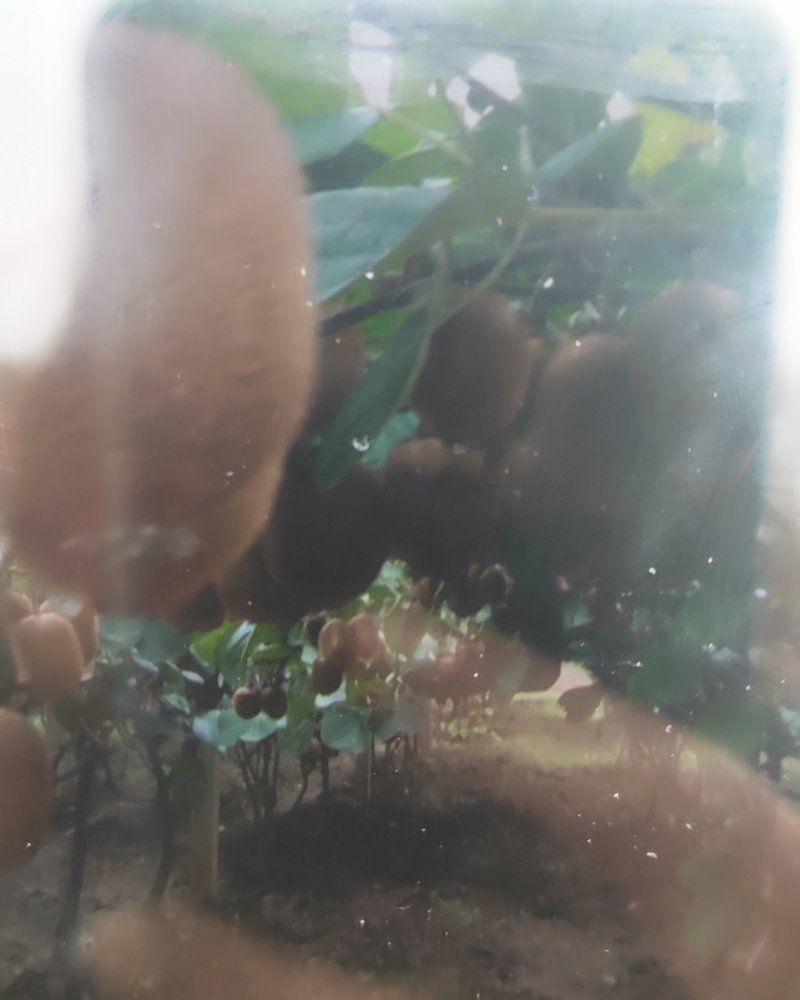 猕猴桃。