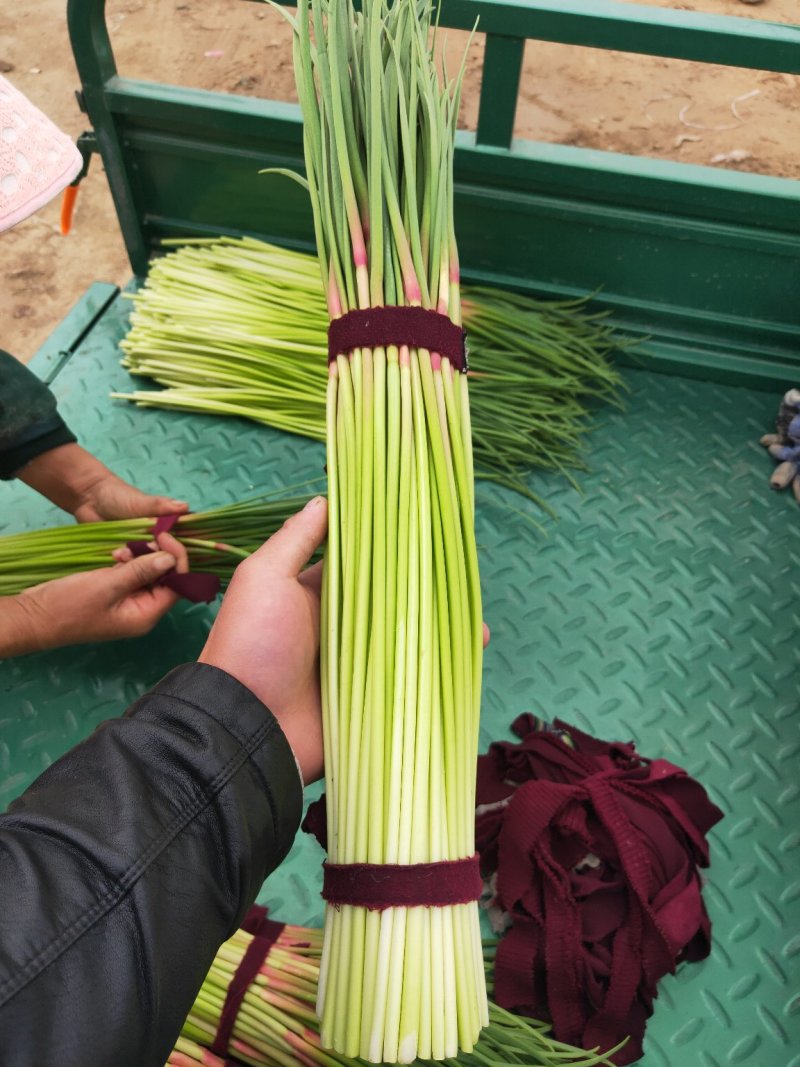 精品早熟红帽蒜苔，产地直发，供货电商，市场