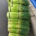 精品早熟红帽蒜苔，产地直发，供货电商，市场