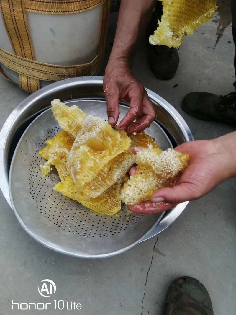 西双版纳野生树叉蜂