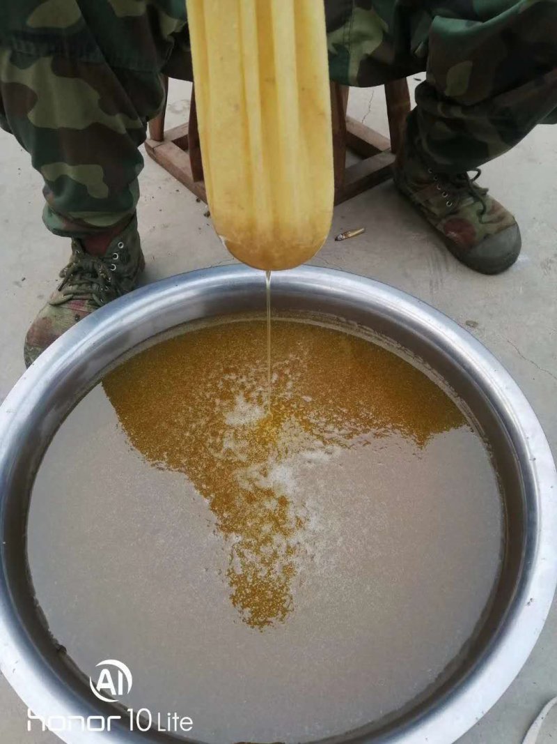西双版纳野生树叉蜂