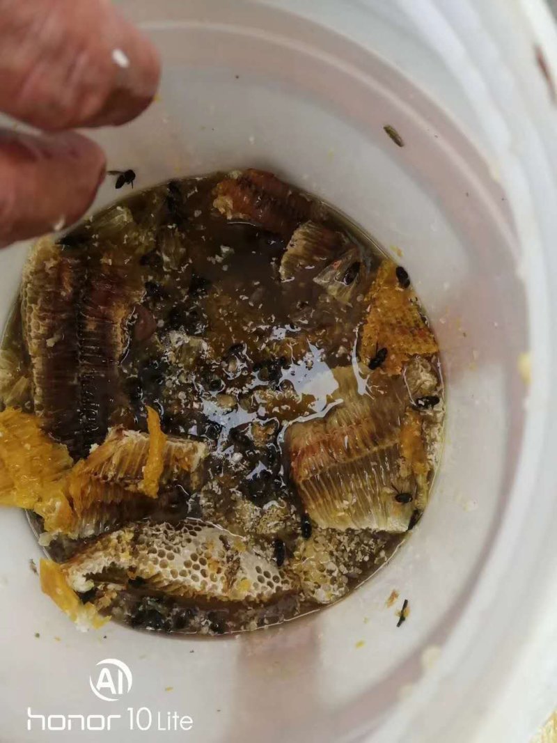 西双版纳野生树叉蜂
