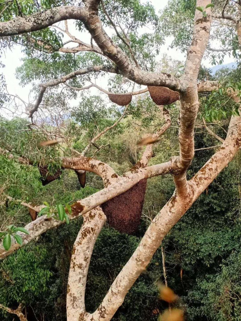 西双版纳野生树叉蜂
