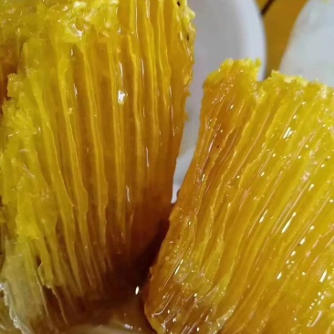 西双版纳野生树叉蜂