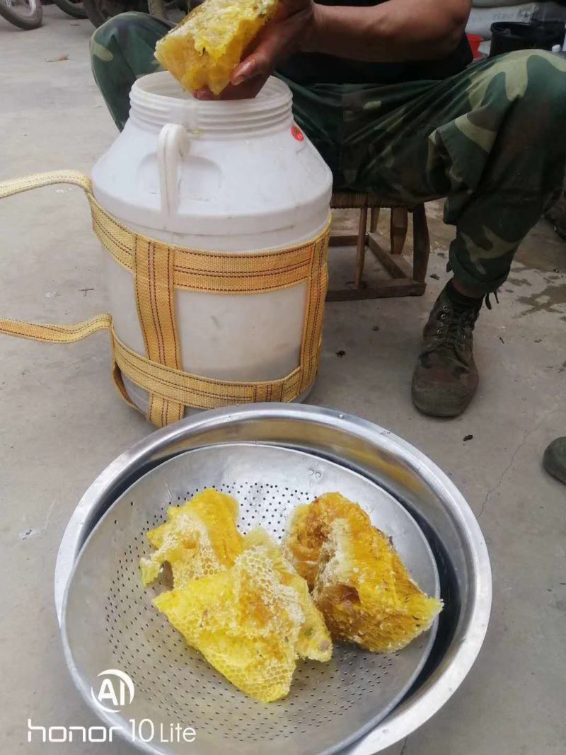 西双版纳野生树叉蜂