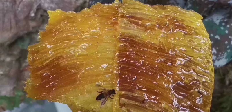 西双版纳野生树叉蜂