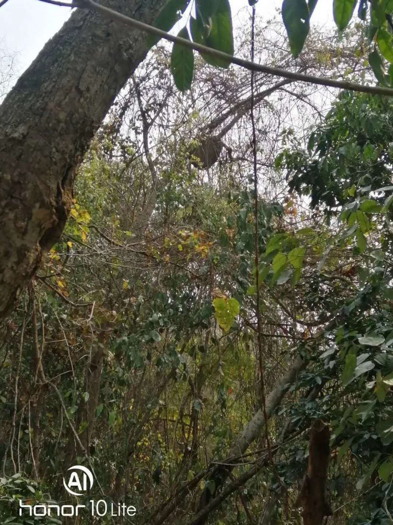 西双版纳野生树叉蜂