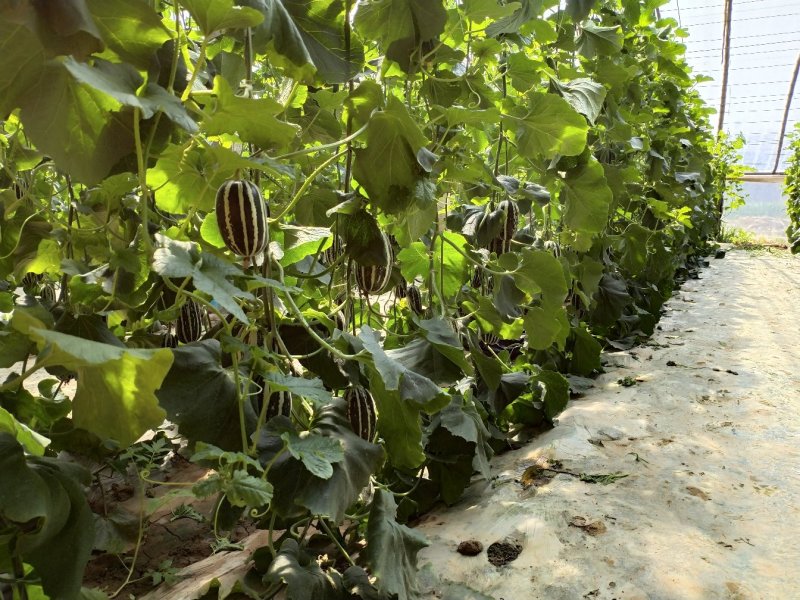 博洋9博洋系列甜瓜基地齐甜瓜