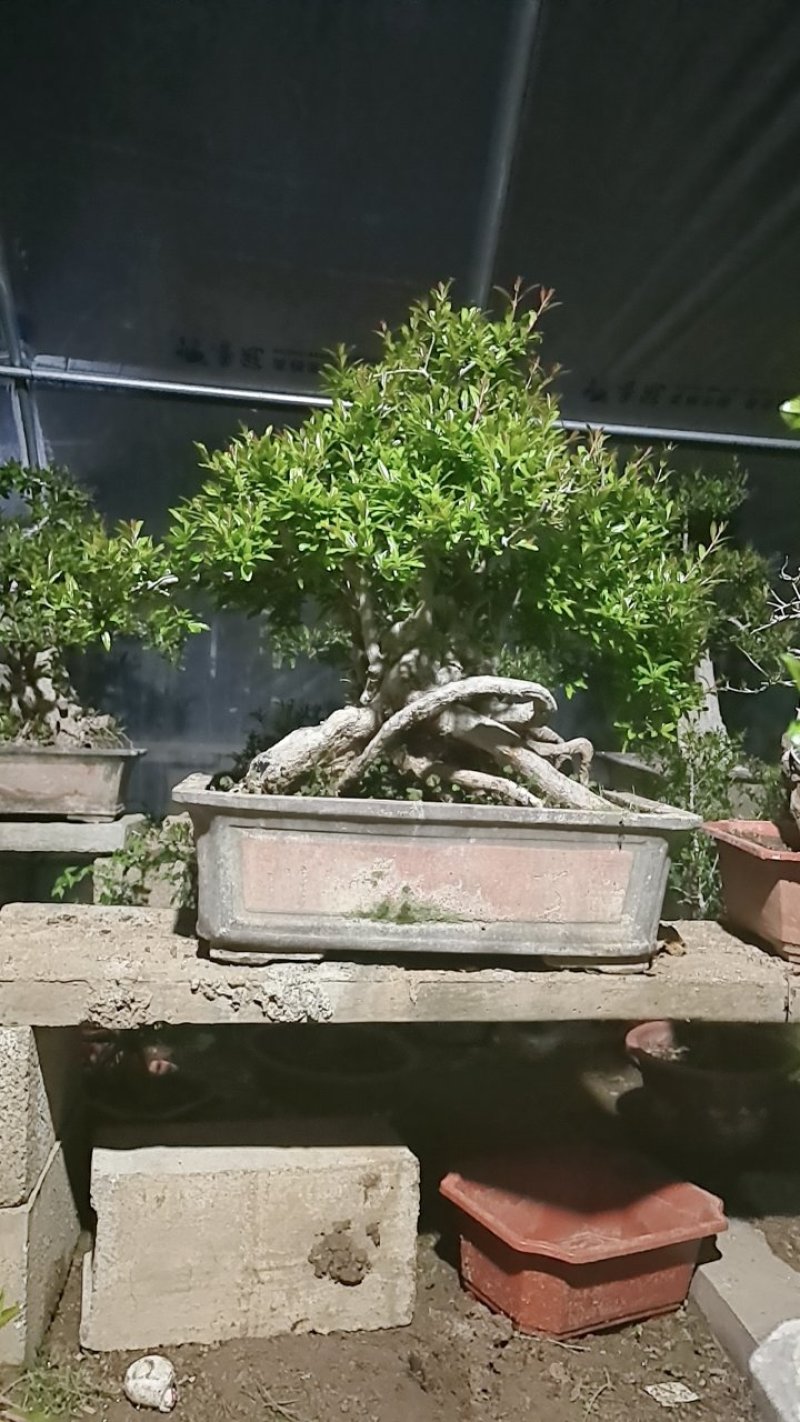 石榴树大全