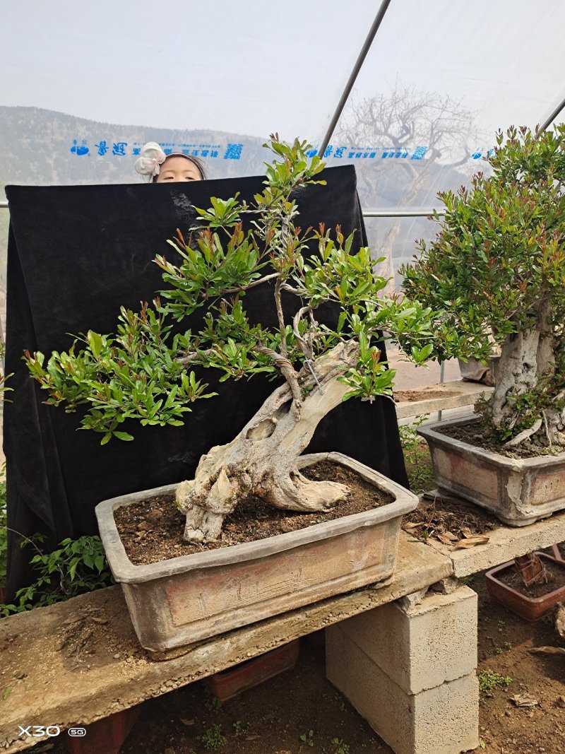 石榴树大全