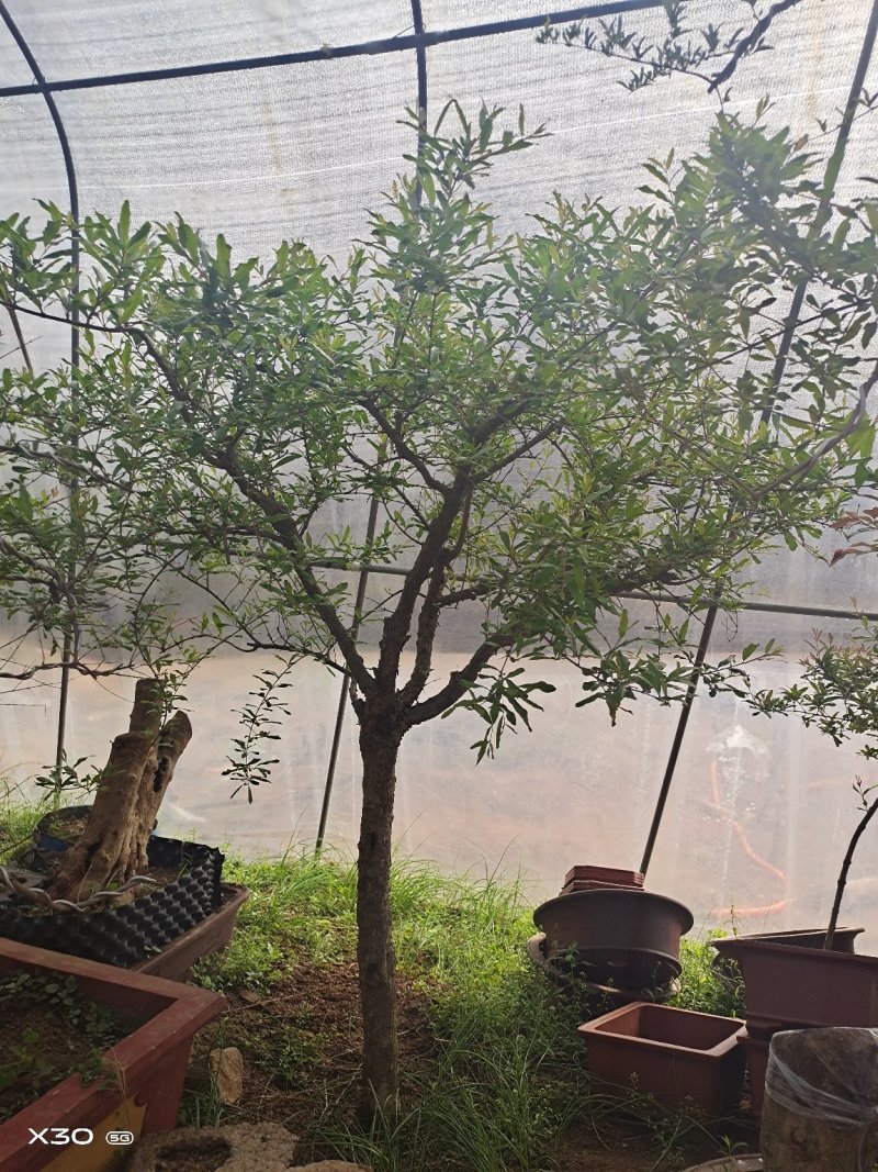 石榴树大全